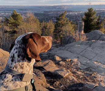 Slik fungerer GPS-sporing av hunden din